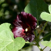 *** :: Павленко Михаил 