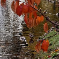 У осеннего пруда. :: Татьяна Помогалова