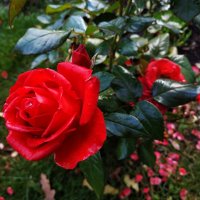 Осень и цветы :: Андрей Лукьянов Осень и цветы :: Андрей Лукьянов