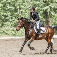 Конкур :: SanSan 