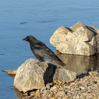 Чёрная ворона (Corvus corone). Птицы Сибири. :: Вадим Басов