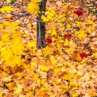Осенние зарисовки :: Валерий Иванович Осенние зарисовки :: Валерий Иванович