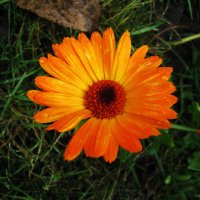 Осенняя красотка :: Людмила Смородинская