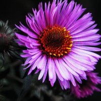 Красавица :: Людмила Смородинская