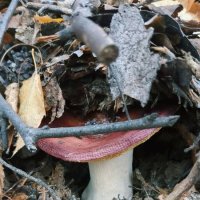 Грибы октября :: Георгиевич 