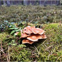 Опята. :: Валерия Комова Опята. :: Валерия Комова