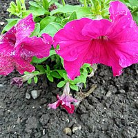 Цветы. :: Владимир Драгунский