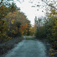 Осень  золотая :: Валентин Семчишин