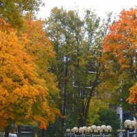 Золотые краски октября :: rimgis 