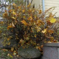 Осенний букет :: PRP Осенний букет :: PRP