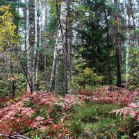В осеннем лесу :: Рита Симонова
