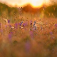 *** :: Иваннович *