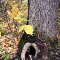 Всеслышащее ухо :: Лариса Корж