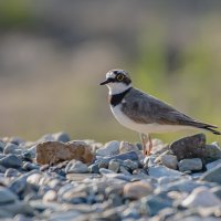 Зуек :: Игорь Шабалин