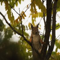 * :: Nikolai 888 * :: Nikolai 888