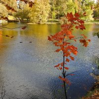 осень :: ИННА ПОРОХОВА