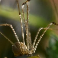 паук сенокосец :: Ринат ***