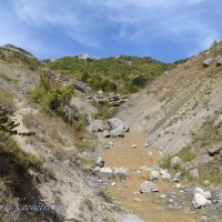 Природа Крыма :: Amazing Cosmea