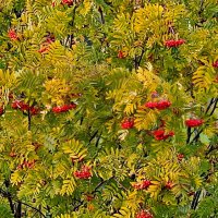 Рябина. :: Михаил Свиденцов