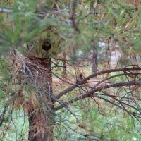 Наш парк :: Гульфина Булатова