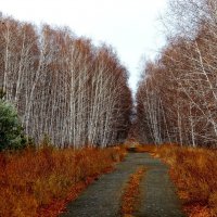 Осенняя дорога. :: Владимир Помазан