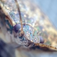 Неизвестный науке зверь... :: Андрей Щетинин