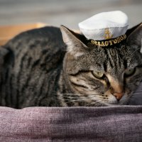 Мурка Севастопольская :: Александр 