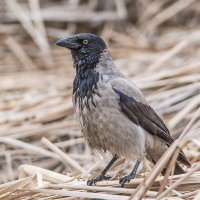 Каркуша. Серая ворона. :: Nik Lovec