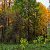 ***** :: юрий поляков