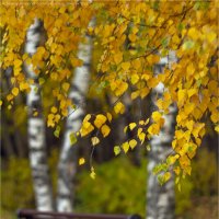 осенняя прогулка :: Анастасия Северюхина