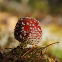 мухомор :: Ольга Cоломатина