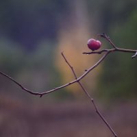 Октябринки :: Роман Пацкевич
