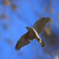 Ястреб :: Владилен Панченко Ястреб :: Владилен Панченко