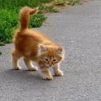 Как интересен этот мир! :: Татьяна Смоляниченко