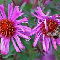 Осенняя трудяга :: Светлана 