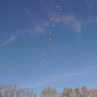 журавли :: Андрей Иванов