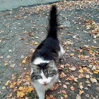 Кот во дворе :: Алексей Р.