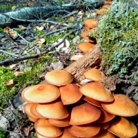 Опёнок летний :: Алексей Р. Опёнок летний :: Алексей Р.