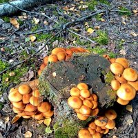 Опёнок летний :: Алексей Р.