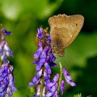 опять бабочки 24 :: Александр Прокудин