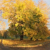 Великие Луки. Клён на острове Дятлинка... :: Владимир Павлов