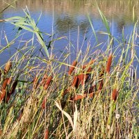 У пруда! :: Надежда У пруда! :: Надежда