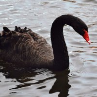 Одинокий лебедь. :: Татьяна Помогалова