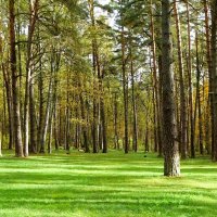 Сосновый бор в октябре (репортаж из поездок по области). :: Милешкин Владимир Алексеевич 