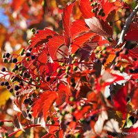 мозаика осени :: Олег Лукьянов