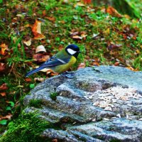 Неужели чищенных кедровых орешков насыпали? :: Aida10 