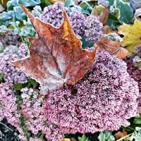 Первый иней :: Veera V