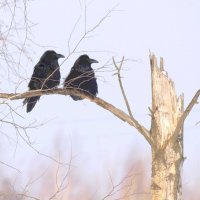 В ожидании весны :: Михаил Белоусов