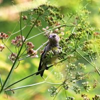 Чиж :: Любовь Сахарова