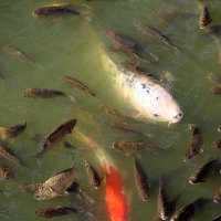 Рыбки (карпы кои) :: Татьяна Лютаева